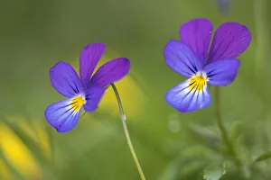 Images Dated 18th June 2015: Wild pansy (Viola tricolor) Nordtirol, Austrian Alps, Austria, July