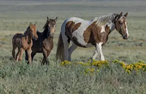 A wild pinto mare with her blanket appaloosa yearling and buckskin filly, walking over grassland, Lost Creek, Wyoming, USA. August