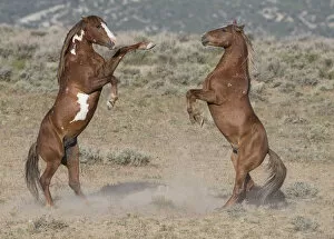 Two wild pinto Mustang stallions battle for dominance in Sand Wash Basin, Colorado, USA