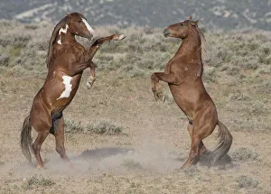 Feral Mammal Prints: Two wild pinto Mustang stallions battle for dominance in Sand Wash Basin, Colorado, USA