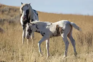Feral Mammal Prints: A wild pinto stallion with his foal in grassland, McCullough Peaks, Wyoming, USA. October
