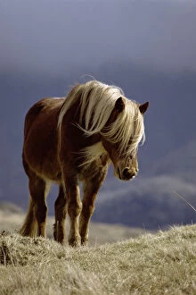 Wild pony {Equus caballus} Isle of Rhum, Inner Hebrides, Scotland