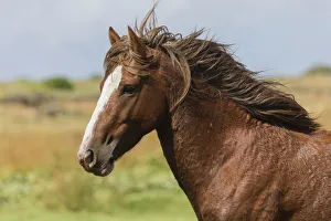 Wild Rapa Nui horse / stallion, Rapa Nui National Park UNESCO World Heritage Site