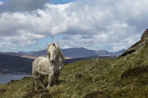 Wild rare Eriskay horse, stallion, standing alert on Holy Isle, Scotland, UK