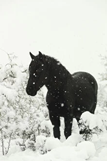 Alone Gallery: Wild rare Losino stallion standing in snow, Losa Valley, Burgos, Spain. January 2014