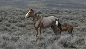 Alertness Gallery: Wild red roan / pinto Mustang mare with bald faced foal in Adobe Town Herd Area, Wyoming, USA