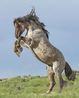 Feral Mammal Prints: A wild red roan stallion rearing up as a rival approaches
