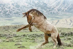 Feral Mammal Prints: A wild red roan stallion rearing up as another stallion approaches
