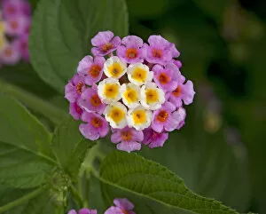 Heather Angel Collection: Wild sage (Lantana camara), flowers turn pink following pollination. Native to tropical America