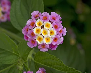 Heather Angel Prints: Wild sage (Lantana camara), flowers turn pink following pollination