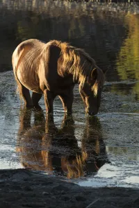 Wild Salt River stallion grazing in water, living wild in Tonto National Forest, Arizona, USA Wild Salt River stallion grazing in water, living wild in Tonto National Forest, Arizona, USA