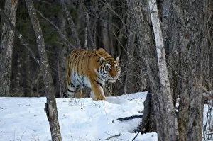 Animal Marking Gallery: Wild Siberian / Amur tiger (Panthera tigris altaica) in woodland, near Perekatnaj river