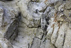 Himalaya Prints: Wild snow leopard (Panthera uncia) bounding down steep rock face in pursuit of prey