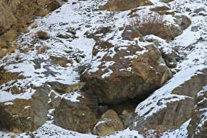 Wild Snow leopard (Panthera uncia), in habitat, Hemis National Park, Himalayas, Ladakh