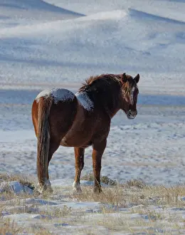 Feral Mammal Prints: A wild sorrel stallion looking back on snow-covered landscape