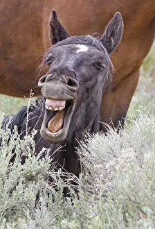 Yawning Prints: Wild stallion (Equus caballus) lying down in the sagebrush and yawning