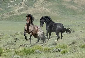 Feral Mammal Prints: Two wild stallions fighting, a bay roan and a black stallion