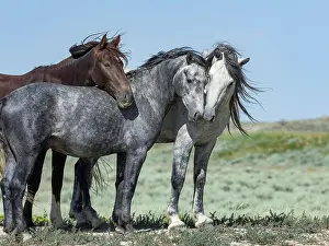 Feral Mammal Prints: Three wild stallions, two greys and a sorrel