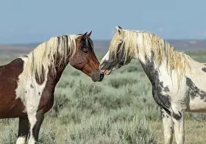 Feral Mammal Prints: Two wild stallions standing nose to nose