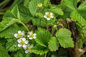 Fragaria Prints: Wild strawberries (Fragaria vesca) in flower in forest in spring, Flanders, Belgium. May