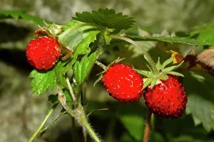 Fragaria Prints: Wild strawberries (Fragaria vesca) growing in a country garden, Ovada, Italy. July