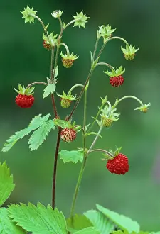 Fruit Prints: Wild strawberry (Fragaria vesca) close-up of plant just past flowering and showing fruit in various stages of ripening