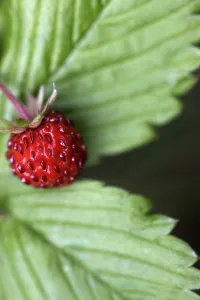 Pal Hermansen Prints: Wild strawberry (Fragaria vesca) Burren National Park, County Clare, Ireland, June 2009