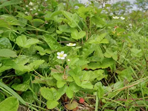 Fruit Prints: Wild strawberry (Fragaria vesca) with flowers and fruit growing in a culm grassland meadow