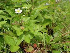 Fruit Prints: Wild strawberry (Fragaria vesca) with flowers and fruit growing in a culm grassland meadow