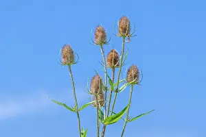 Dipsacaceae Prints: Wild teasel (Dipsacus fullonum) flower heads against blue sky in summer