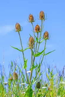 Dipsacaceae Prints: Wild teasel (Dipsacus fullonum) flower heads against blue sky in summer