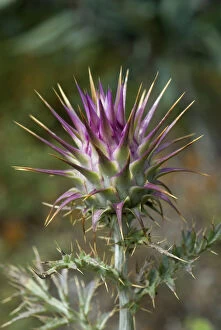 Images Dated 8th June 2009: Wild thistle (Cynara humilis) Alentejo, Natural Park of South West Alentejano and Costa Vicentina