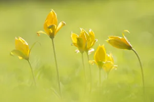 Liliaceae Prints: Wild tulip (Tulipa sylvestris) a scarce naturalised plant in the UK