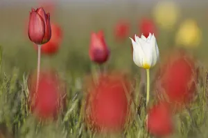 Wild tulips (Tulipa schrenkii) in flower, one white, the rest red, Rostovsky Nature Reserve