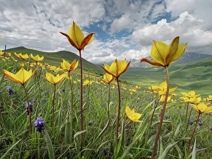 Liliaceae Prints: Wild tulips (Tulipa sylvestris australis and Tulipa australis) flowering at altitude above Piano Grande plateau