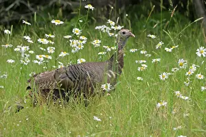 Turkey Prints: Wild turkey (Meleagris gallopavo) hen among wildflowers