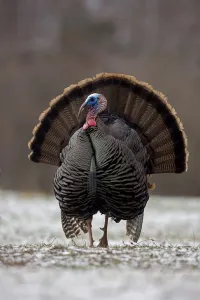 Turkey Prints: Wild Turkey (Meleagris gallopavo) male displaying in early spring, in light snow