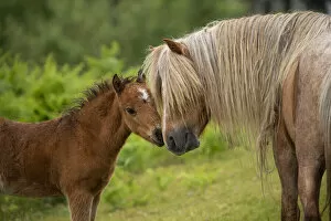 Images Dated 8th October 2021: Wild Welsh pony colt greeting his father, Carneddau Mountains, Snowdonia, Wales, UK. June