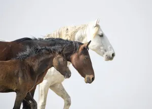 Wild Living Horse Prints: Wild white stallion, bay mare and bay foal all in one family move together on a hill in