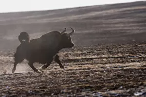 Wild yak (Bos mutus) running, Kekexili, Qinghai, Tibetan plateau, China, December