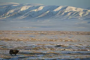 Wild yak (Bos mutus) in snow covered steppe, mountains in background