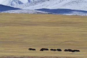 Wild yak herd (Bos mutus) Keke Xili, Changtang, Tibetan Plateau, Qinghai, China
