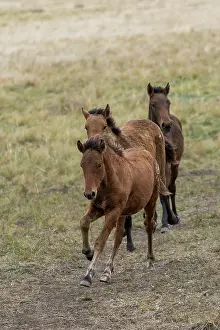 Kazakhstan Prints: Three wild Zhabe foals running in the steppe, Abay, Kazakhstan