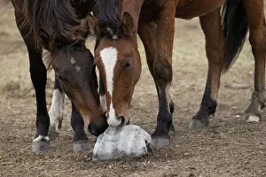 Kazakhstan Prints: Two wild Zhabe horses licking stone full of minerals and salt on the steppe