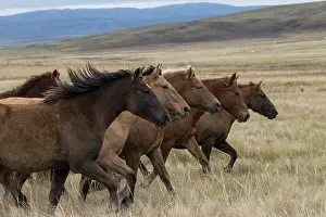 Kazakhstan Prints: Six wild Zhabe horses running head to head in the steppe, Abay, Kazakhstan