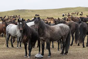 Kazakhstan Prints: Two wild Zhabe stallions standing alert in front of herd, Abay, Kazakhstan