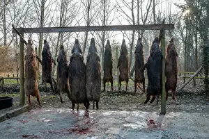 France Prints: Wildboar (Sus scrofa) carcasses strung up after hunting