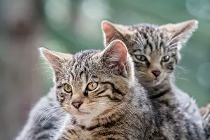 Captive Prints: Two Wildcat (Felis silvestris) kittens