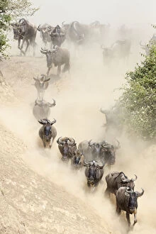 Migration Gallery: Wildebeest (Connchaetes taurinus) running down bank of the Mara River during migration