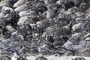 Migration Gallery: Wildebeest (Connochaetes taurinus) crossing the Mara river, Masai-Mara Game Reserve